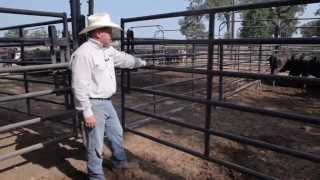 Priefert Cattle Working System Demo [upl. by Haon]