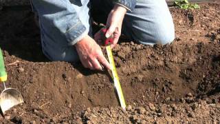 HOW TO PLANT ASPARAGUS RHUBARB AND HORSERADISH [upl. by Kaja]