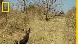 Lions Hunt Zebra  Savage Kingdom [upl. by Amsirhc665]