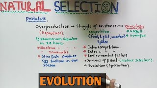 Natural selection theory  Darwin Theory  NMDCAT 2021 [upl. by Hillman]