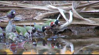 Australian Birds Birding Northern Territory Part 4 Katherine to Kununurra by Alana and Greg Dare [upl. by Lupe174]