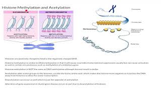 Histone Methylation and Acetylation [upl. by Caterina759]