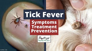 Tick Fever Symptoms Treatment Prevention  By Dr Anirudh Mittal  PupkittPetCare [upl. by Norvell]