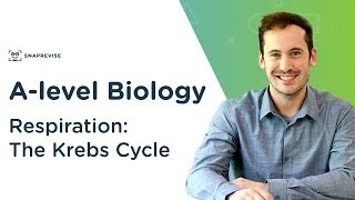 Respiration The Krebs Cycle  Alevel Biology  OCR AQA Edexcel [upl. by Yeslaehc]