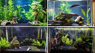 4 EASY Tank Setups for a 20Gallon Aquarium [upl. by Onit]