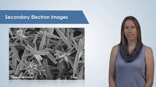 Introduction to the Scanning Electron Microscope SEM [upl. by Suiddaht514]