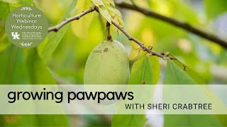 Growing Pawpaws [upl. by Amol751]