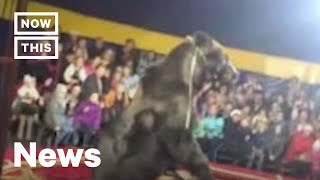 Bear Attacks Trainer at Russian Circus  NowThis [upl. by Yk]