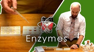 Enzymes  GCSE Science Required Practical [upl. by Ahsimek]