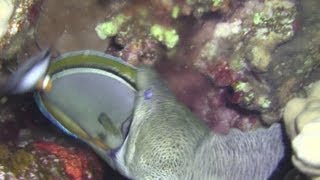 Giant moray kills a surgeonfish [upl. by Asilanom862]