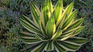 Agave lophantha Quadricolor a gorgeous small agave for gardens and containers [upl. by Domenech]