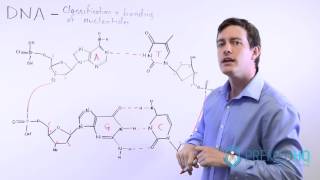 The 4 Nucleotide Bases Guanine Cytosine Adenine and Thymine  What Are Purines and Pyrimidines [upl. by Ahseiyn973]