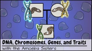 Genetic Inheritance How Traits Are Passed Down [upl. by Stoddart]