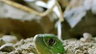 Green Iguana Documentry Part 1 [upl. by Theo740]