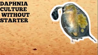 HOW TO CULTURE DAPHNIA NATURALLY WITHOUT A STARTER [upl. by Nyllewell]