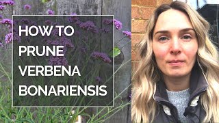 HOW TO PRUNE VERBENA BONARIENSIS I Pruning Verbena bonariensis [upl. by Scheers]