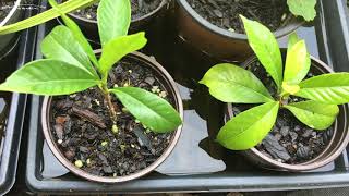 How To Propagate Gardenias The Easy Way [upl. by Aliet]