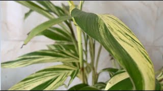 Alpinia Zerumbet Variegata  Shell Ginger General Care Guide Sunlight Propagation Fertilization [upl. by Atiekahs]