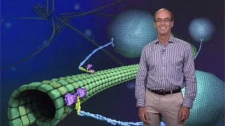 Ron Vale UCSF HHMI 1 Molecular Motor Proteins [upl. by Nod]