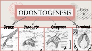 Odontogénesis paso a paso  Desarrollo del diente  OdontologiaconCri [upl. by Omik380]