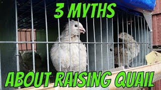 3 Myths About Raising Quail [upl. by Greyso492]