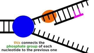 DNA Replication Copying the Molecule of Life [upl. by Melessa]