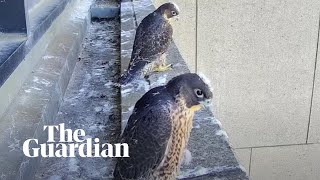 Melbournes livestreamed peregrine falcon chicks take flight [upl. by Odlanyar]