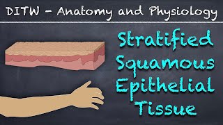 DITW  Stratified Squamous Epithelial Tissue [upl. by Lopez222]