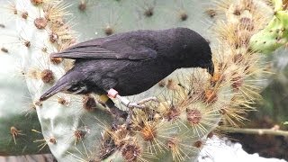 Darwin Finches Galapagos [upl. by Silevi]