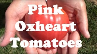 Pink Oxheart Tomato Review From Seed to Taste Test [upl. by Mendoza]