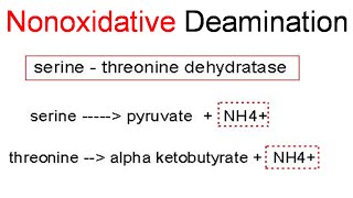 Nonoxidative deamination [upl. by Atsylac619]