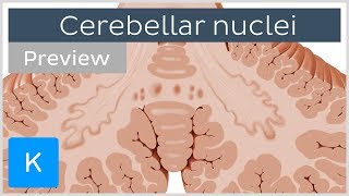 Cerebellar nuclei anatomy and functions preview  Human Neuroanatomy  Kenhub [upl. by Lehar]