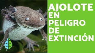 El AJOLOTE en PELIGRO de EXTINCIÓN  CAUSAS [upl. by Notliw]