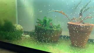 Daphnia Culturing Snails or no snails [upl. by Idnyl]