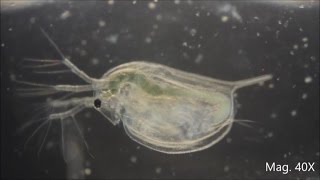 Daphnia magna under the Microscope [upl. by Nelo]