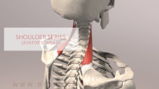 Levator Scapulae Shoulder Series Part 3 3D Animation [upl. by Rubio]