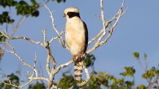 Laughing Falcon Calling [upl. by Adamson]