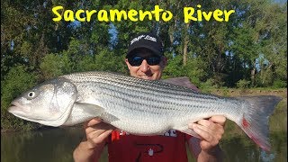 Sacramento River Striper Fishing [upl. by Jennee]