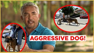 HOW TO CALM AN AGGRESSIVE DOG  Cesar 911 [upl. by Pattin]