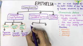 EPITHELIUM  Classification  Basic Histology [upl. by Ultima487]