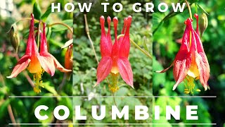 How to Grow Columbine Germinate Seed Care for [upl. by Shepp107]