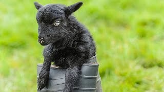 Ouessant Sheep  World’s Smallest Sheep Breed [upl. by Ientruoc468]