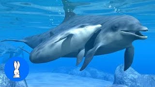 Wild Dolphins Swimming in HD Compilation [upl. by Wade]