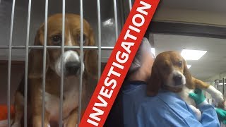 Cruel tests on dogs exposed [upl. by Jena]