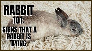 Rabbit 101 Signs That A Rabbit Is Dying [upl. by Clower444]