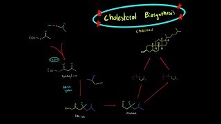 Cholesterol Biosynthesis EVERYTHING YOU NEED TO KNOW BIOCHEMISTRY MCAT [upl. by Gregorio8]