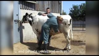 General clinical exam cattle [upl. by Ocir]