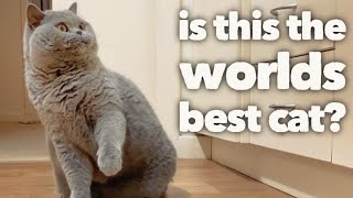 British Shorthair Cat Review after 5 years The worlds best cat OFFICIAL VIDEO [upl. by Brynn898]