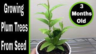 How To Grow Plum Trees From Seed 03 Months [upl. by Ainalem]