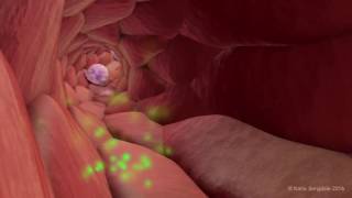 Extravasation of Neutrophils [upl. by Krum]